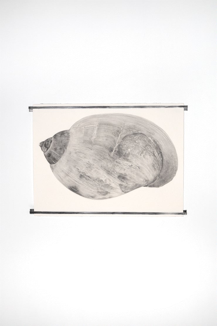 Federico Pérez Villoro Physa mexicana, 2024 Pencil on cotton paper 57.5 cm x 76.3 cm (22.64 x 30 in)