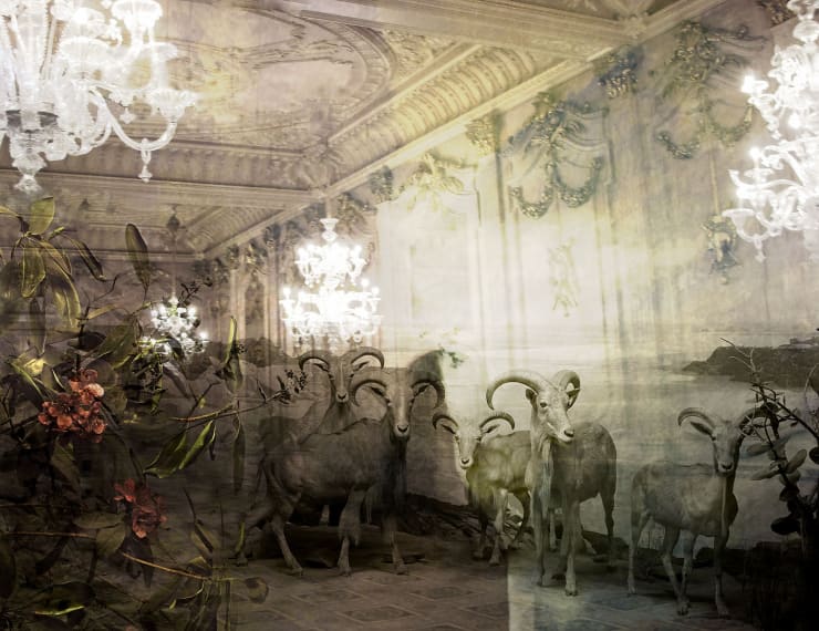 TASHA OSTRANDER, Plains of Apparition_Barbary Sheep, 2014