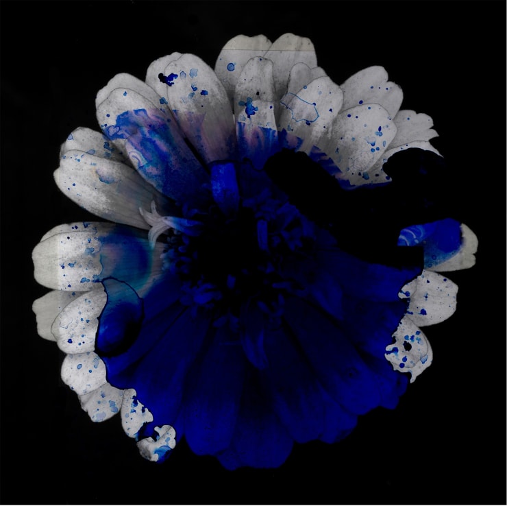 TASHA OSTRANDER, Night Blue #12, 2020