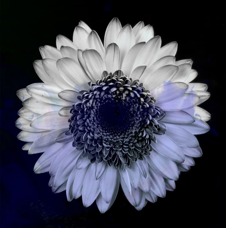 TASHA OSTRANDER, Night Bluem #16, 2019