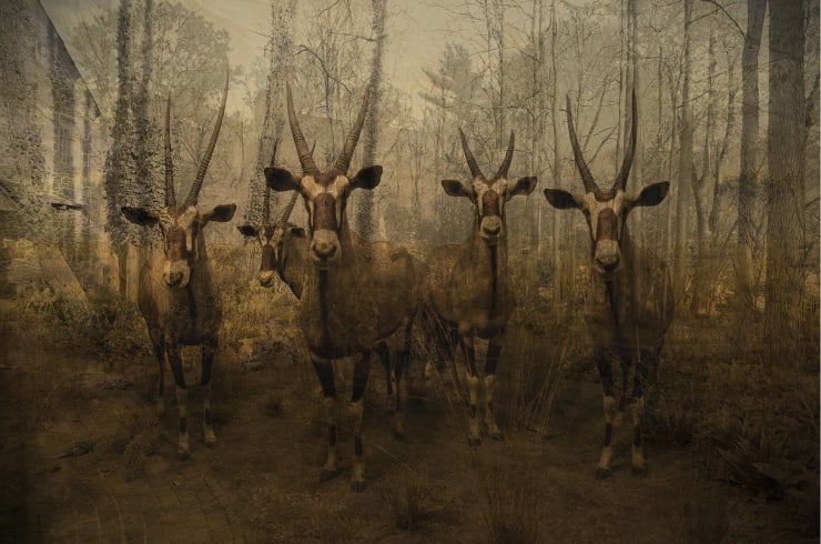 TASHA OSTRANDER, Plains of Apparition_The Disappearance I, 2014