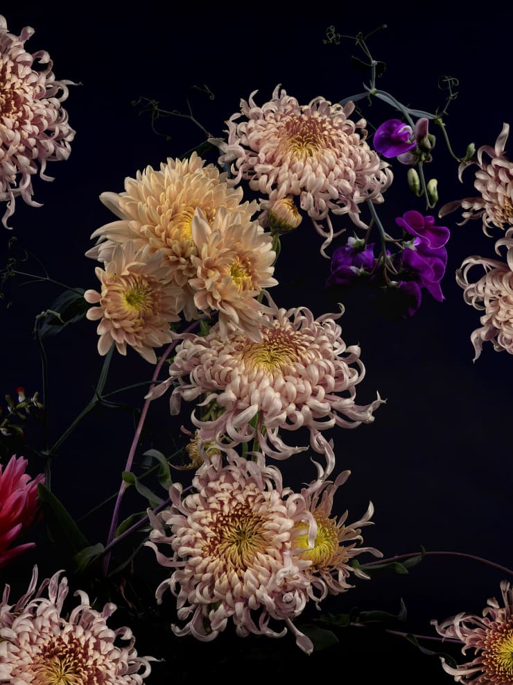 TASHA OSTRANDER, Botanical Studies 11.7.2021, 2020