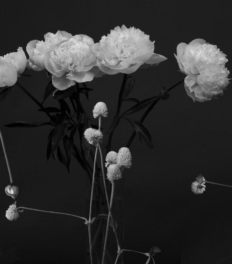 TASHA OSTRANDER, Botanical Studies 12.29.2020