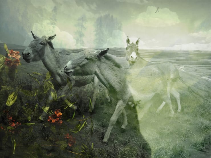 TASHA OSTRANDER, Plains of Apparition_Wild Horses, 2014