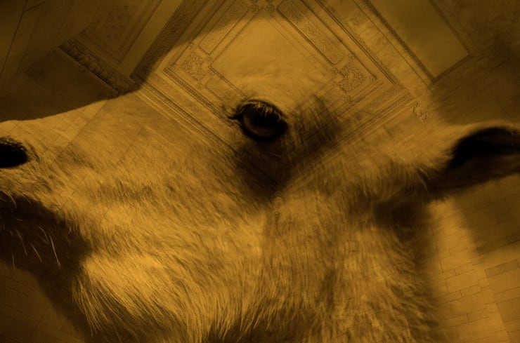 TASHA OSTRANDER, Plains of Apparition_Lamb, 2014