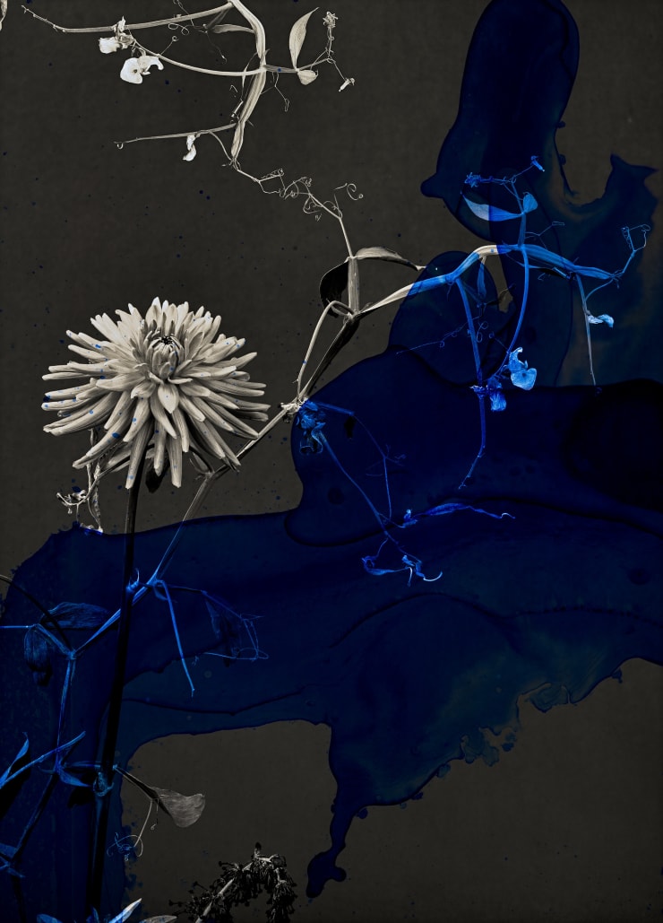 TASHA OSTRANDER, Night Bluem #24, 2022