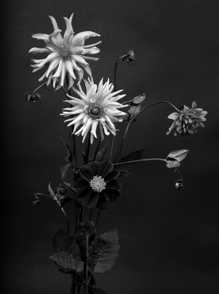 TASHA OSTRANDER, Botanical Studies 9.4.2020