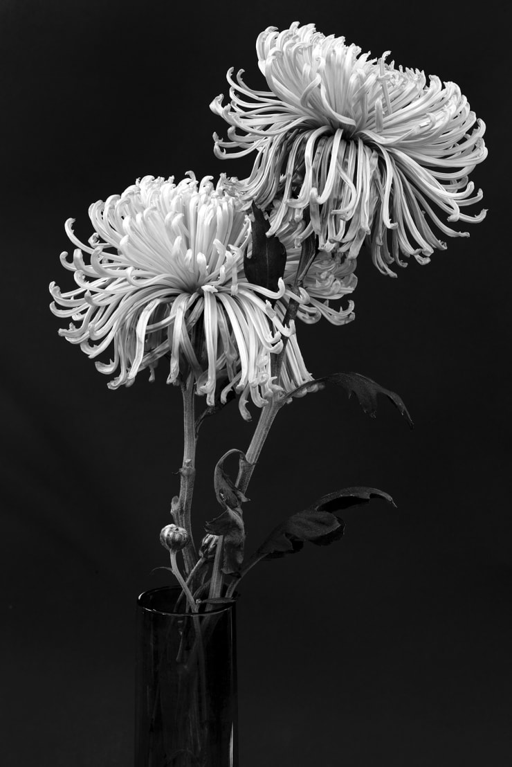 TASHA OSTRANDER, Botanical Studies 1.2.2020