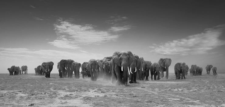 BJORN PERSSON Elephant Nation, 2021 Pigment Print 31.50h x 47.24w in 7 For sale at VFA