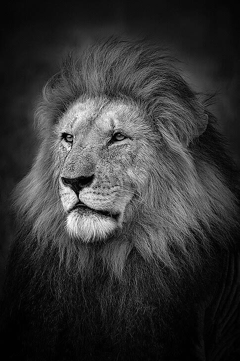 BJORN PERSSON The King, 2017 Pigment Print 62.99h x 42.13w in 3 For sale at VFA