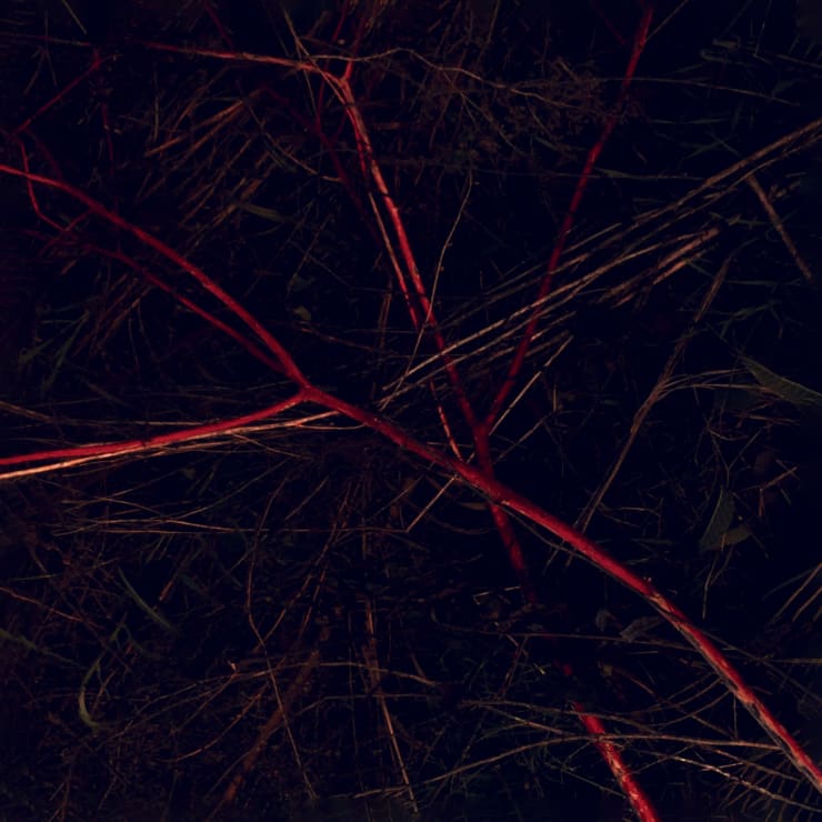 Pietro Bologna, Ettaro (Hectare), 2018