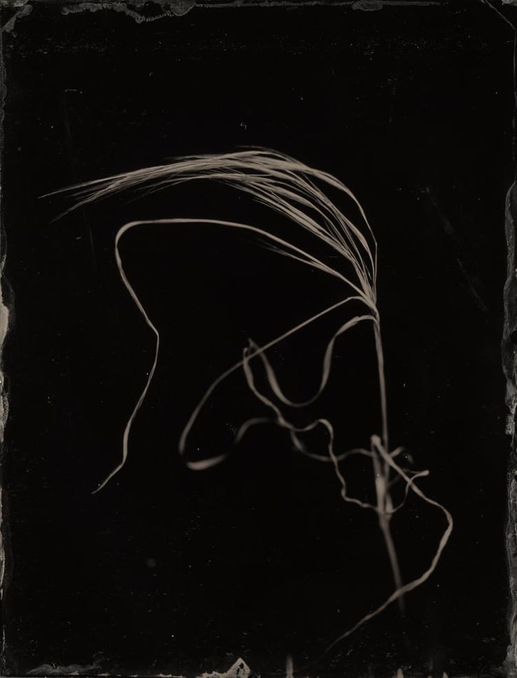 Steffen Diemer, Gräser (Grasses) #533, 2020