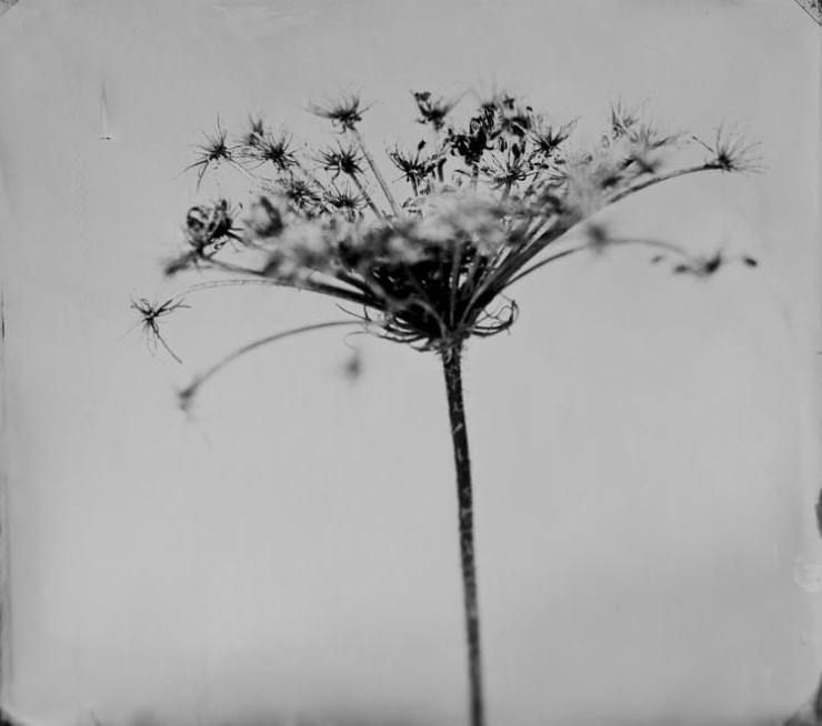 Steffen Diemer, Holly Flower #816, 2022