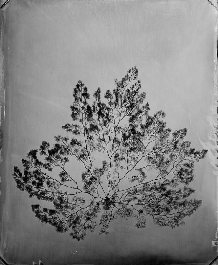 Steffen Diemer, Alge (Algae) #1036, 2024