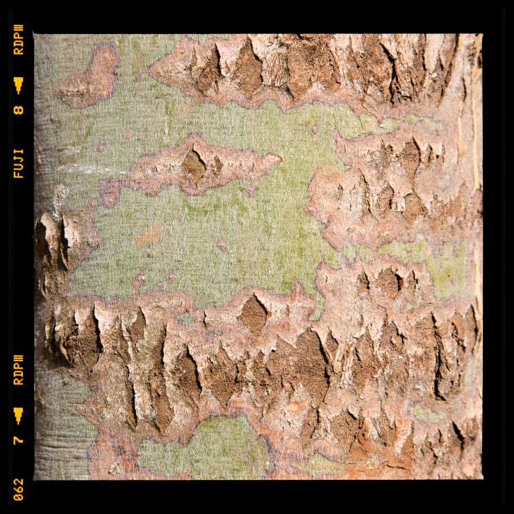 Alessandro Vicario, Kenya Institute of Organic Farming, Juja, Kenya, 1 febbraio 2017, ore 16.18, 2017