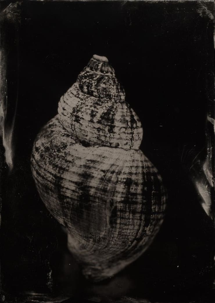 Steffen Diemer, Muschel (Mussel) #330, 2019