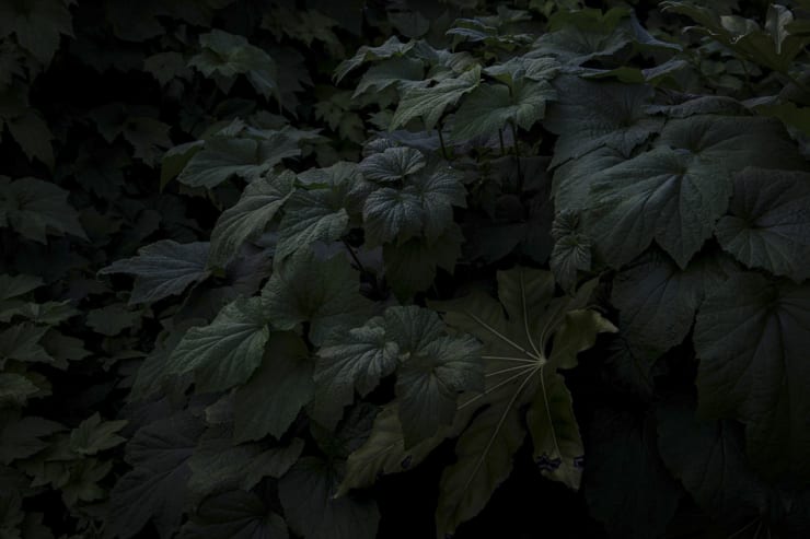 Alessandra Calò, The Garden's Tale, 2022