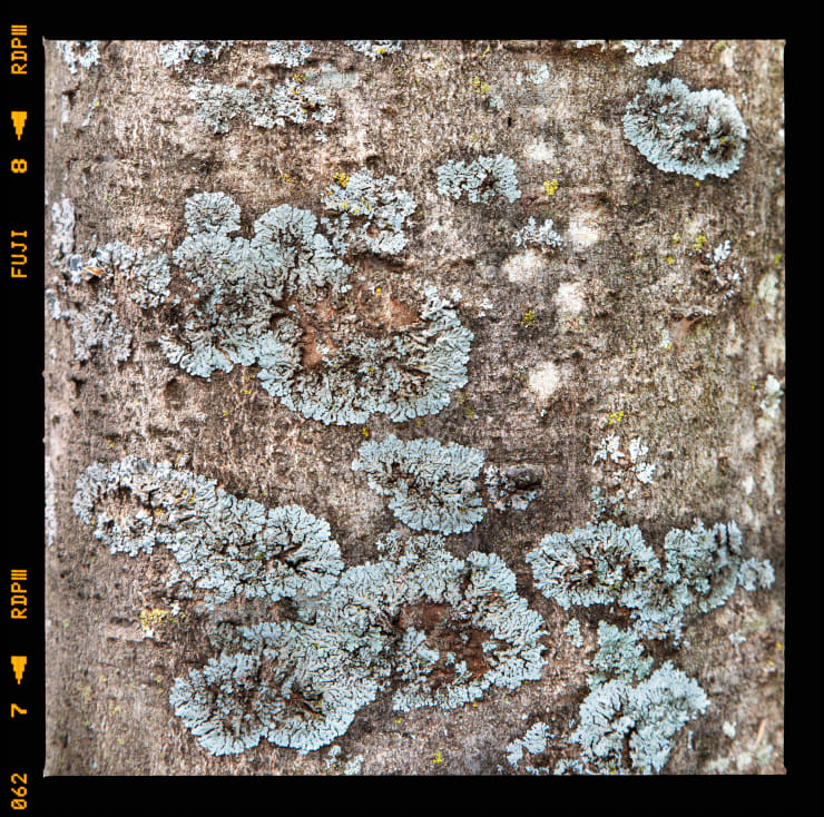 Alessandro Vicario, Jomo Kenyatta University of Agriculture and Technology, Juja, Kenya, ore 12.00, 2017