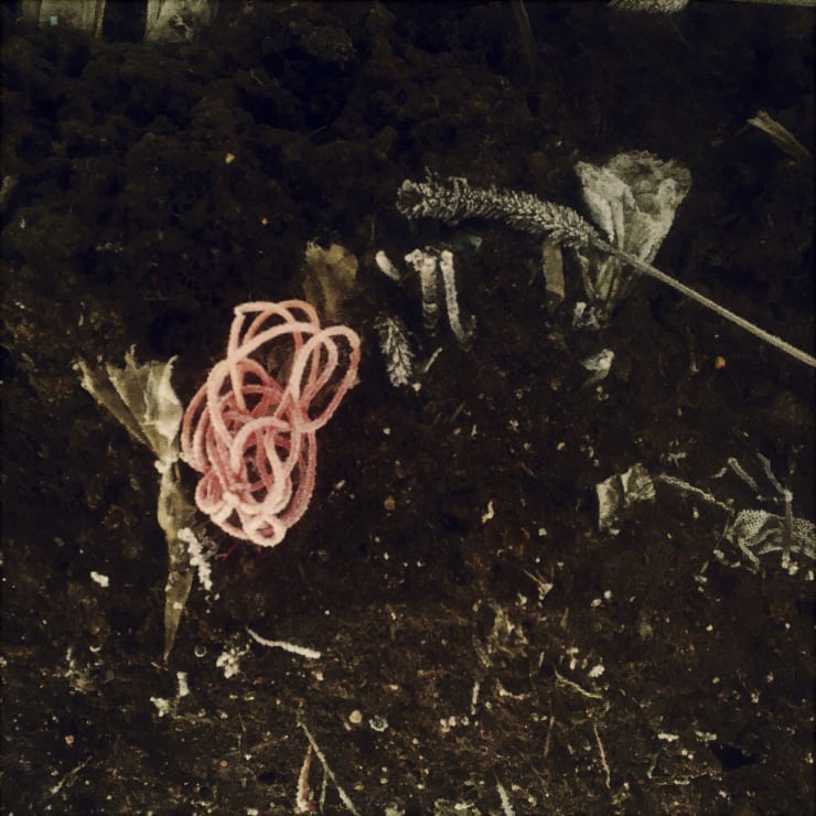 Pietro Bologna, Ettaro (Hectare), 2021