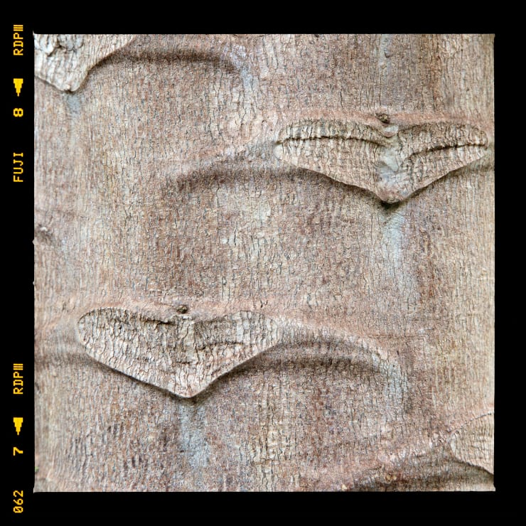 Alessandro Vicario, Muirigo, Kiambu County, Kenya, 1 febbraio 2017, ore 18.33, 2017