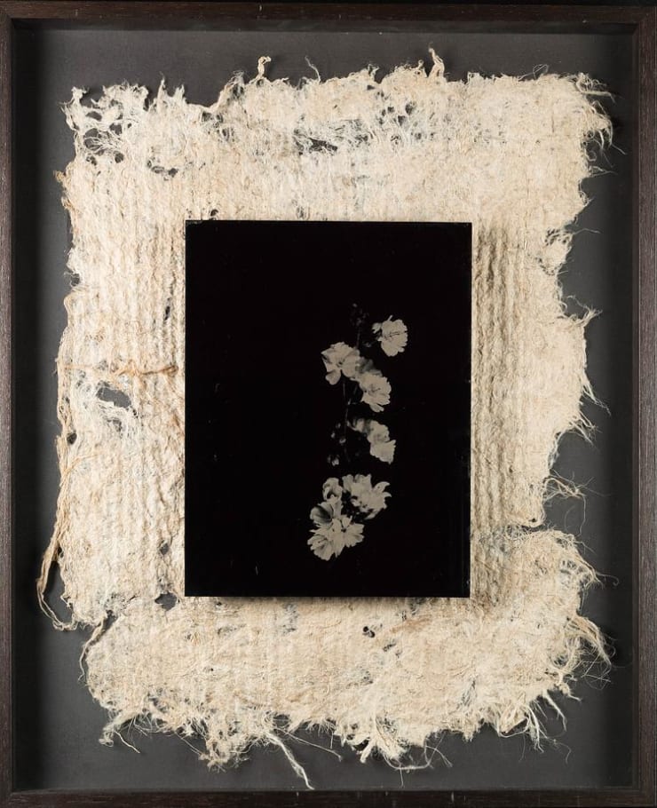 Steffen Diemer, Blüten (Flowers) #1059, 2024