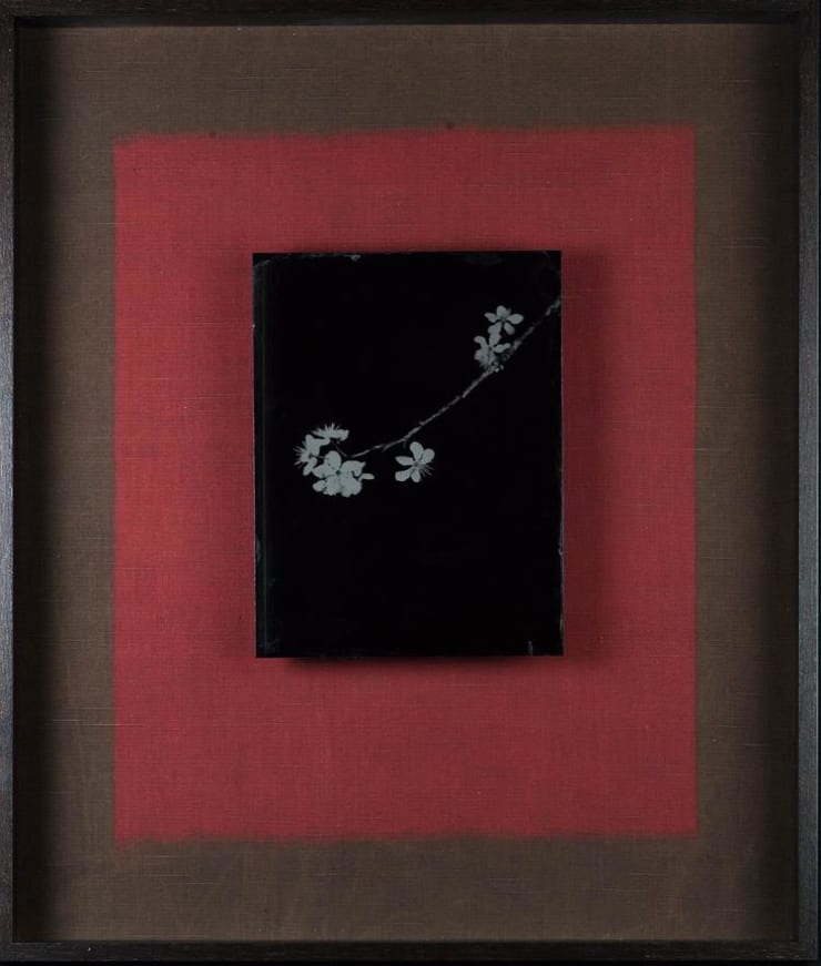 Steffen Diemer, Schlehe (Sloe) #1049, 2024