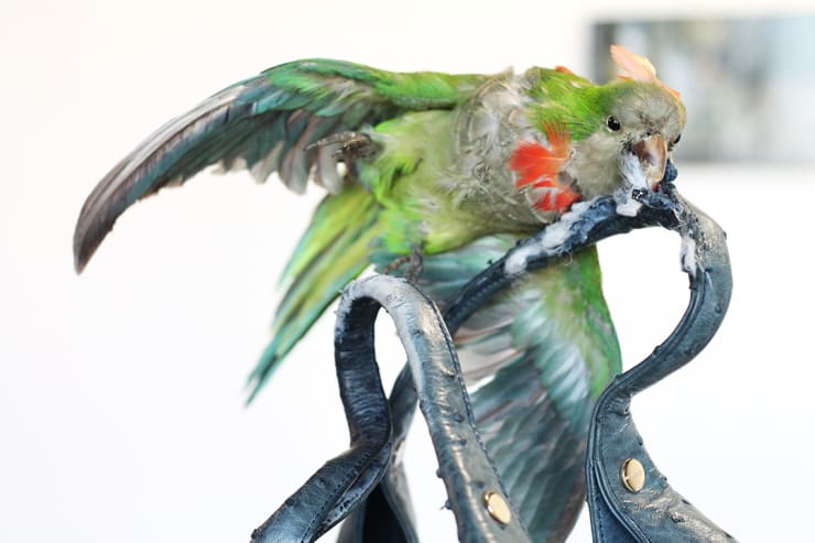 Armando De La Garza 5986 Copia