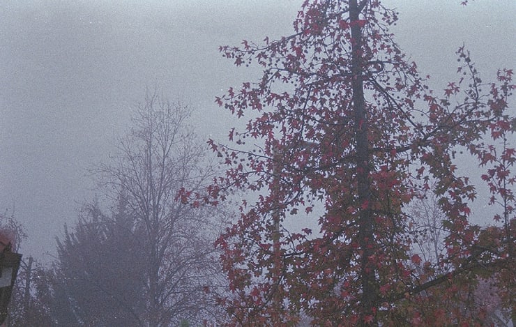 Congelada 02 Niebla Florencia Serrano