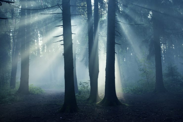 Jura Shust, NEOPHYTE, 2020, installation View