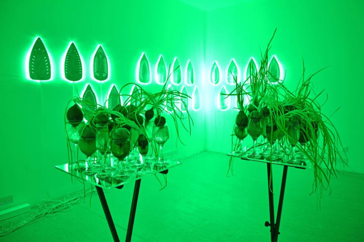 Jura Shust, NEOPHYTE, 2020, installation View