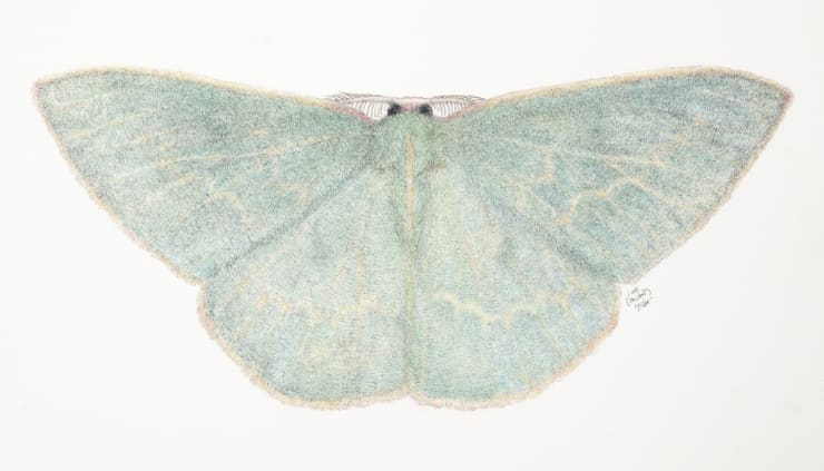 Guenee S Emerald Chlorocoma Dichloraria