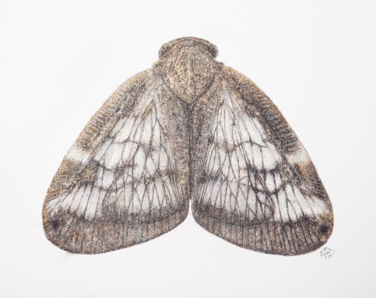 Passionvine Hopper Scolypopa Australis