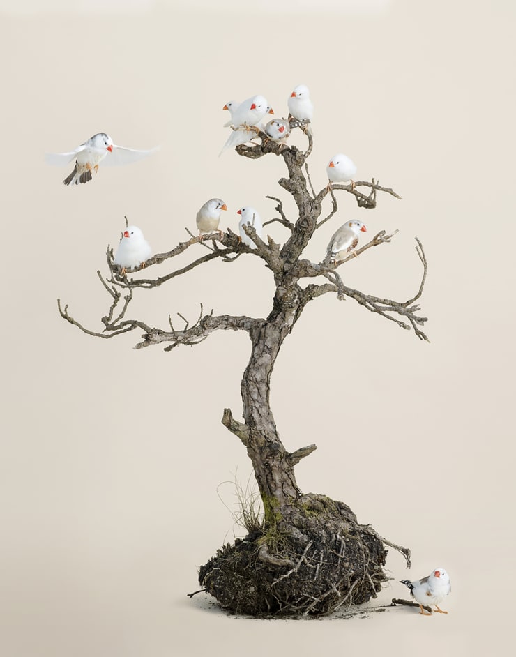 Leila Jeffreys Bonsai No 2