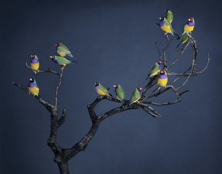 Leila Jeffreys Burnt Branch Copy