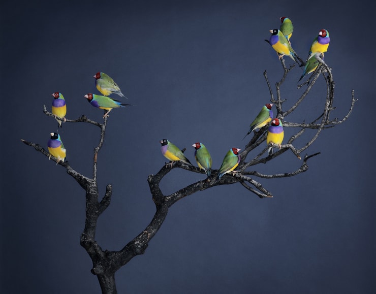 Leila Jeffreys Burnt Branch