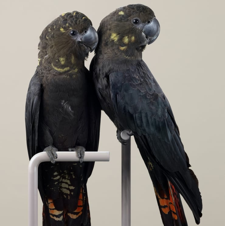 Leila Jeffreys Glossy Sisters Copy 2