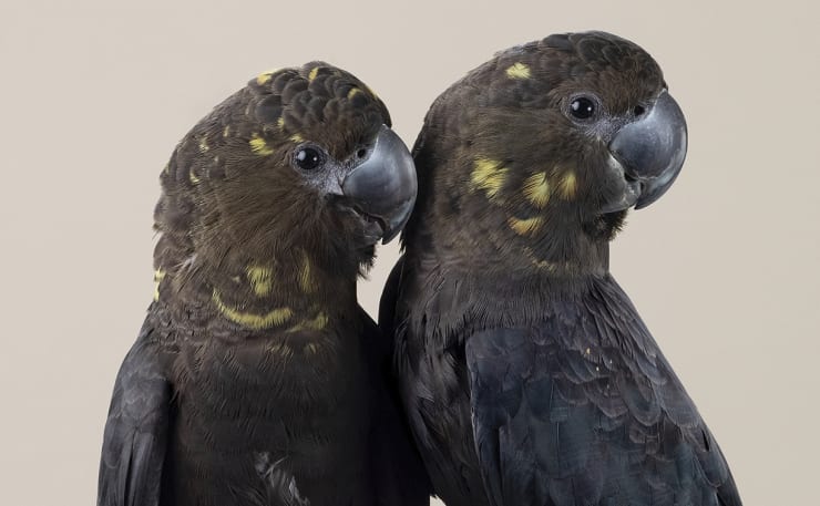 Leila Jeffreys Glossy Sisters Copy