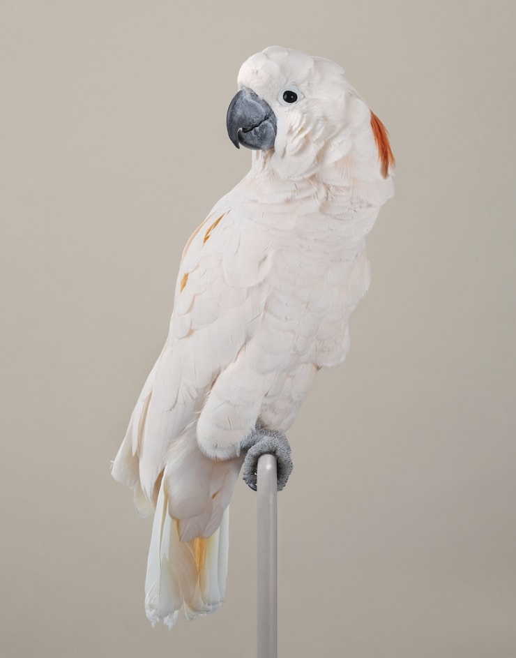 Leila Jeffreys Moluccan Copy