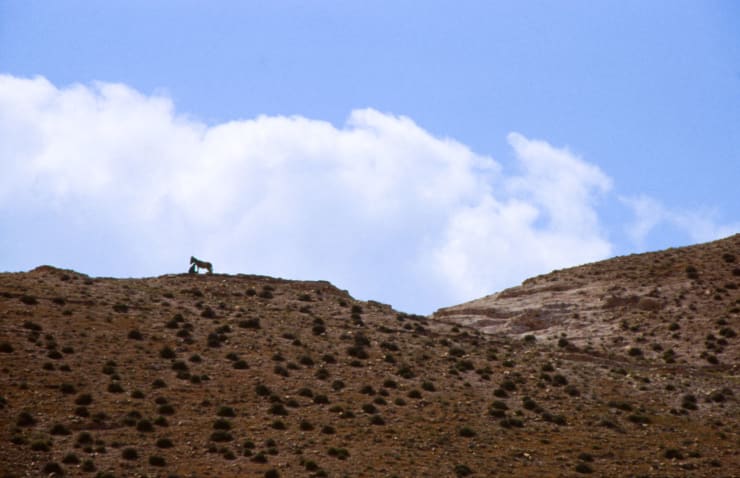 On the way to Jericho, WEST BANK, 1988 BAM1988000K001(W02446A)