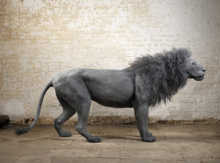 Lion1