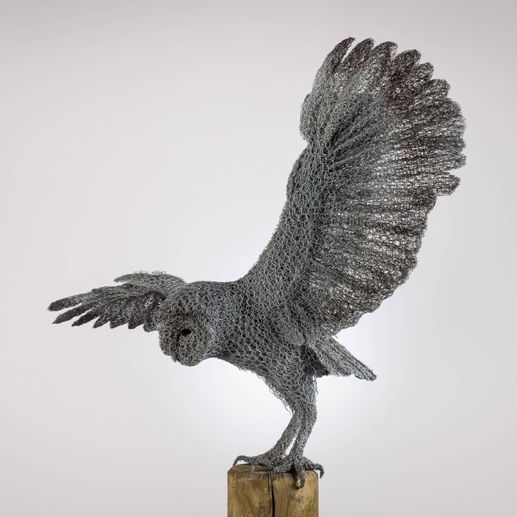 Barn Owl