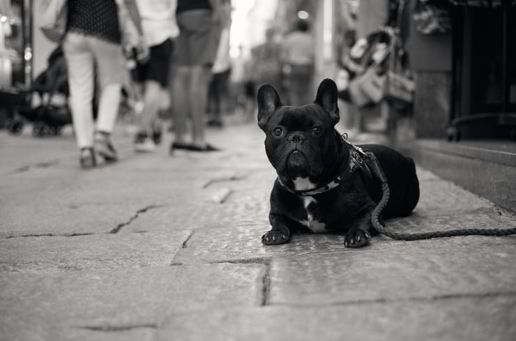 French Bulldog, Dog
