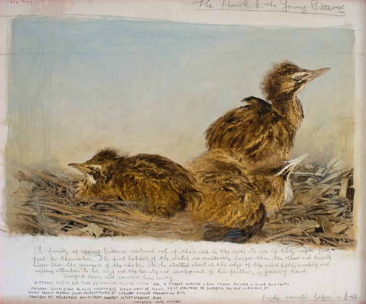 Ray Ching, P.234-235 The Hawk & the Young Bitterns