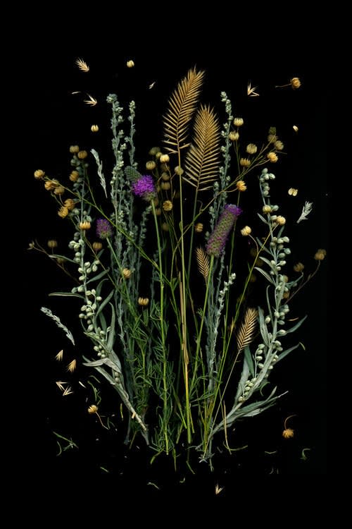 Julya Hajnoczky, Dalea Purpurea, 2020