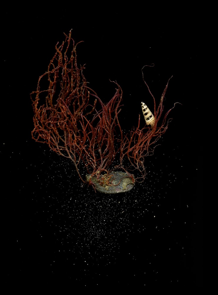 Julya Hajnoczky, Sarcodiotheca gaudichaudii, 2022
