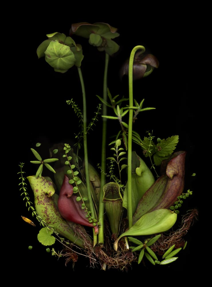 Julya Hajnoczky, Sarracenia purpurea, 2023