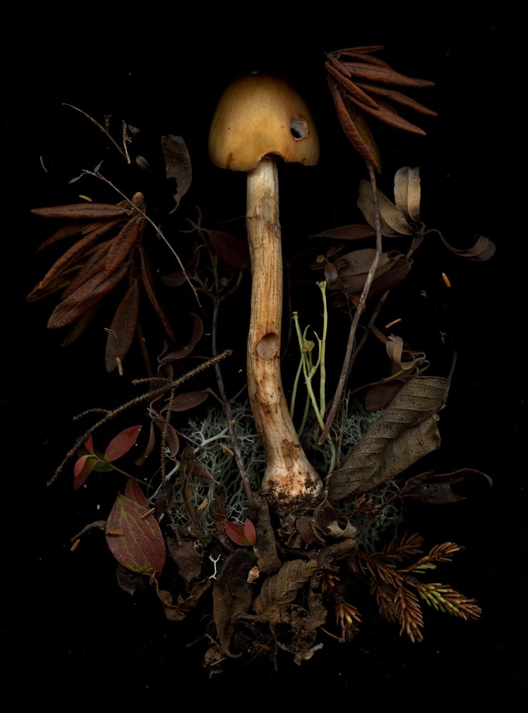 Julya Hajnoczky, Amanita fulva, 2023