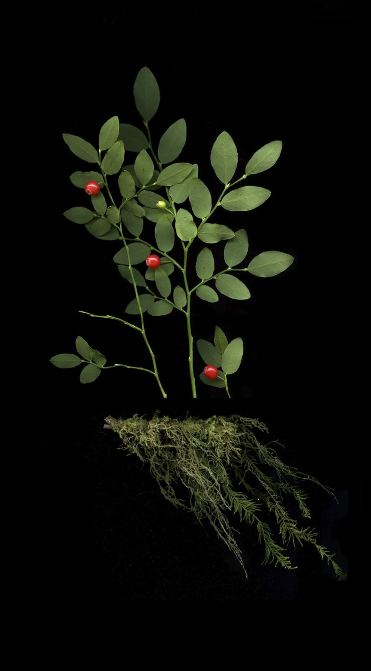 Julya Hajnoczky, Vaccinium parvifolium, 2022