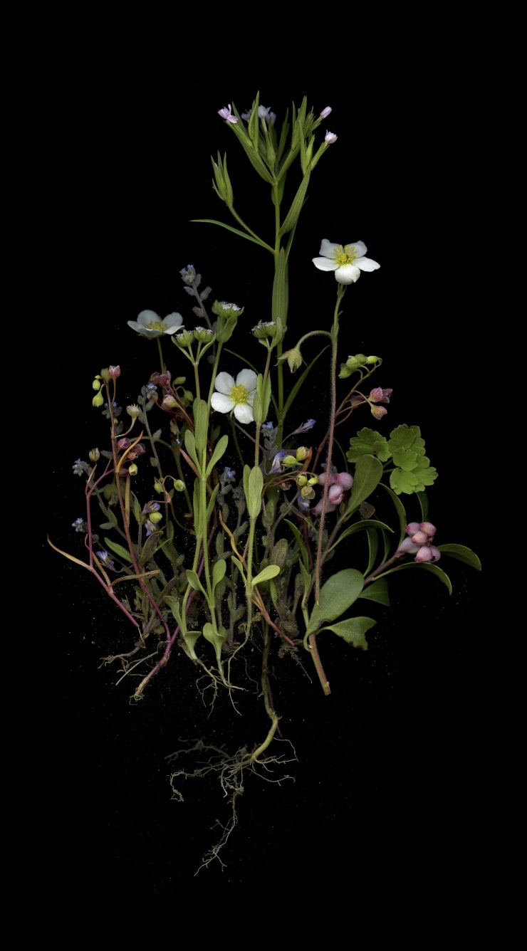 Julya Hajnoczky, Microsteris gracilis, 2021