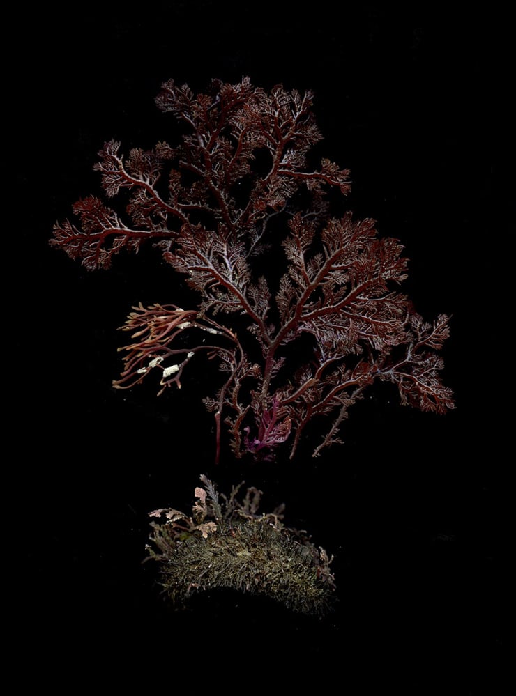 Julya Hajnoczky, Microcladia coulteri, 2022